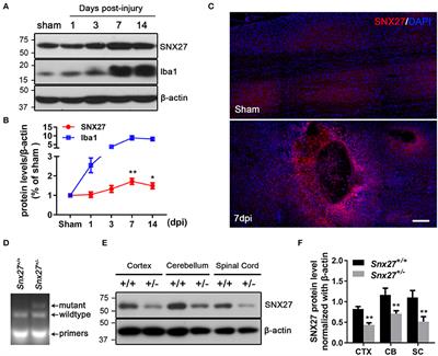 Snx27 Deletion Promotes Recovery From Spinal Cord Injury by Neuroprotection and Reduces Macrophage/Microglia Proliferation